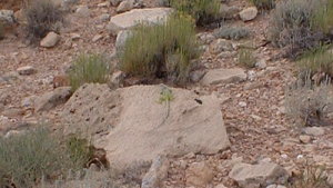collaredgecko1.jpg collaredgecko1.jpg