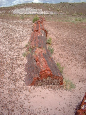 petrifiedforest_logs3.jpg petrifiedforest_logs3.jpg