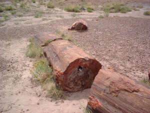 petrifiedforest_logs4.jpg petrifiedforest_logs4.jpg