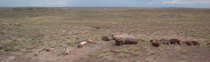 petrifiedforest_logs5.jpg petrifiedforest_logs5.jpg