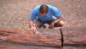 petrifiedforest_timinspecting1.jpg petrifiedforest_timinspecting1.jpg